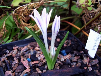 Lachenalia longituba.JPG