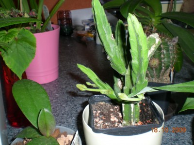 DSCN58570001.JPG