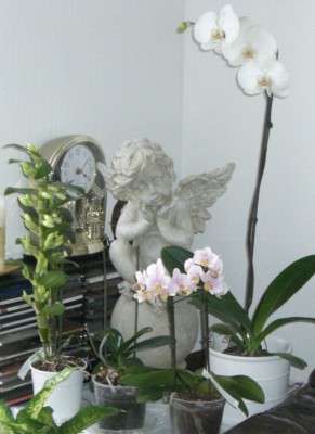 Orchiecke von Ma.jpg