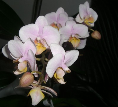 Orchi von Ma - 3.jpg