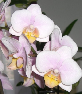 Orchi von Ma - 1.jpg