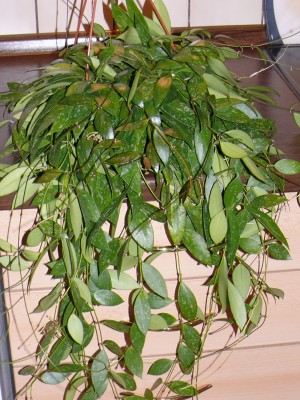 Hoya gracilis1.jpg