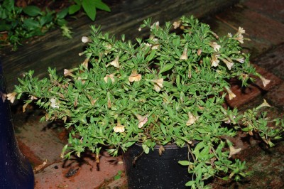 Blumen 010.jpg