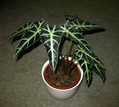 alocasia2.JPG