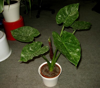alocasia1.JPG