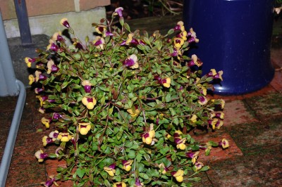 Blumen 004.jpg