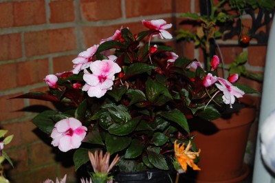Blumen 007.jpg