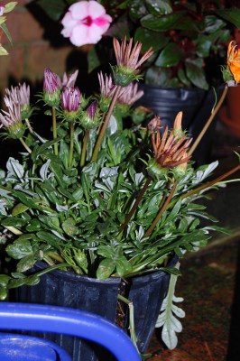 Blumen 006.jpg