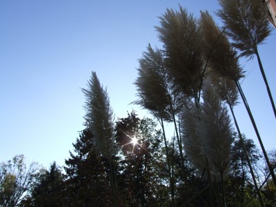 DSCF4486.JPG