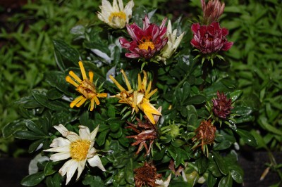 Blumen 001.jpg