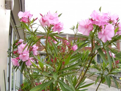 PIC_0009.JPG