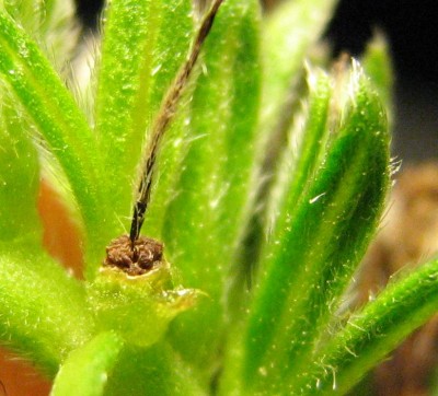 Echium Saat.jpg
