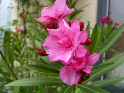 Blüte 14.06.07.JPG
