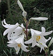 weisse-lilie.jpg