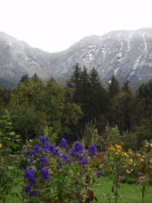 herbsteisenhut.JPG