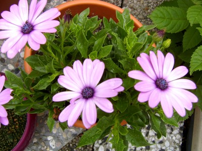 Kapkörbchen lila 11.06.07.JPG