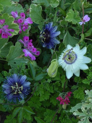 Passiflora Winterland und Violetta.JPG