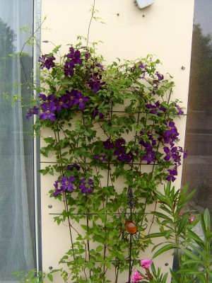 Clematis 11.06.07.JPG
