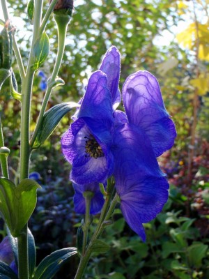 Aconitum x arendsii.JPG