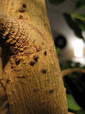 Ficus20Okt 008.jpg