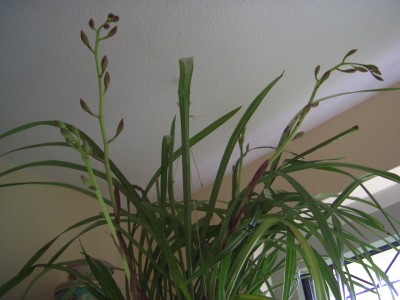 21.10.09 Arbeitszimmer Cymbidium 001.jpg