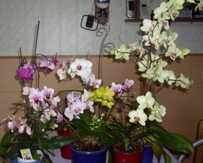 Orchideensam..JPG
