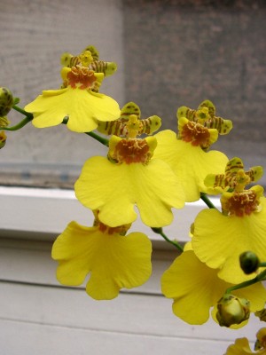 Oncidium Sweet Sugar.JPG
