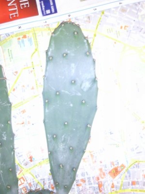 Foto0508.jpg