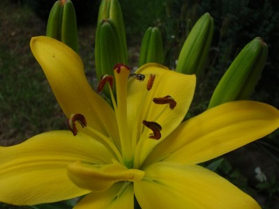 asiatische Lilienhybride gelb mit fliegender  schwebfliege.JPG