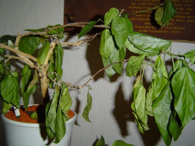Kranker Hibiskus.jpg