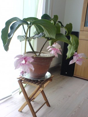 Medinilla1.JPG