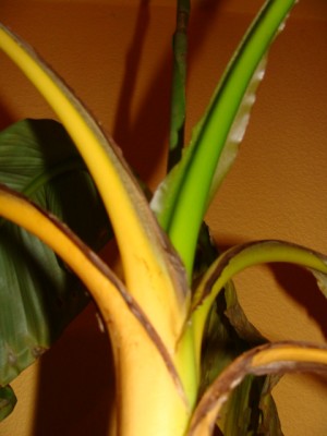 Banane3.JPG