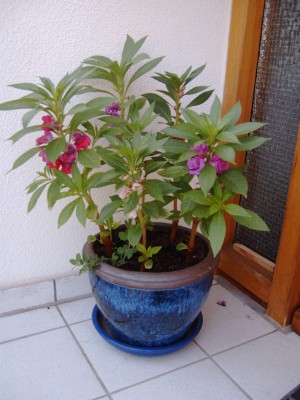 Balsaminen_Topf_0626.jpg