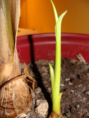 Banane4.JPG