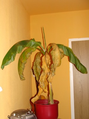 Banane5.JPG