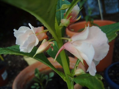 Balsamine_Blüte_Sporn_0451.jpg