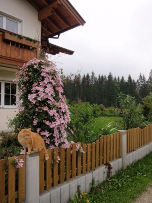 Clematis montana rubens Säule1.jpg