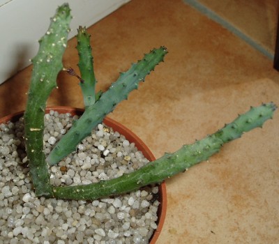 Stapelia 1.JPG