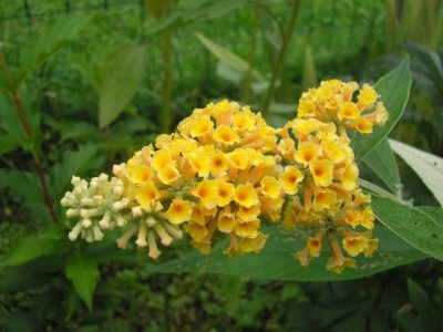 sungold1.jpg