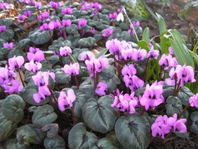 Cyclamen coum Teppich1.jpg