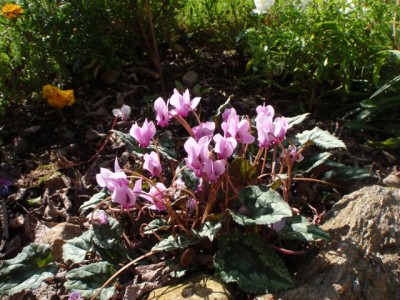 Cyclamen hederifolium 1.jpg