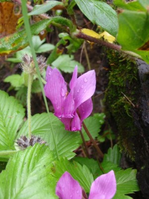 Cyclamen purpurascens am Naturstandort in der Steiermark1.jpg