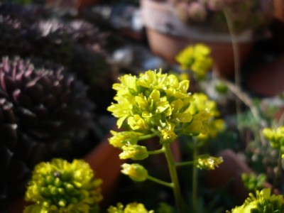 Draba1.jpg