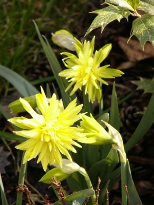 Narzisse Rip van Winkle1.jpg