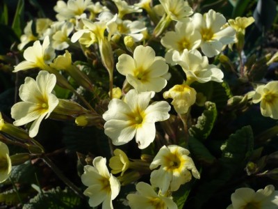 Primula vulgaris x eliator1.jpg
