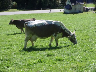 Kreuzung aus Red Frisan Fleckvieh und Branvieh1.jpg