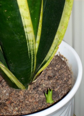 Baby-Sansi.jpg