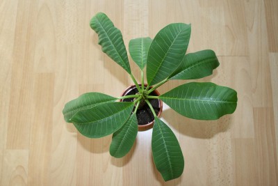 Plumeria.JPG