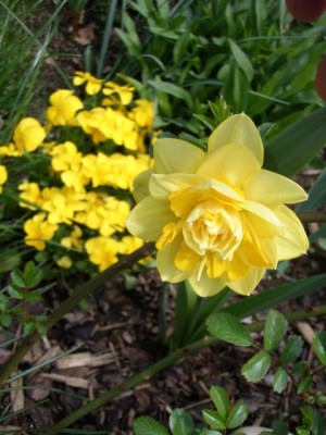 gelbe narzisse und Viola1.jpg