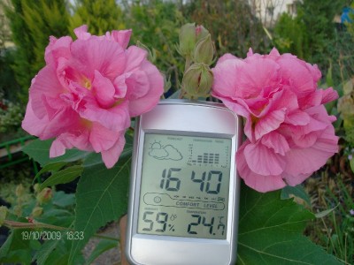 Hibiscus mutabilis 4.JPG